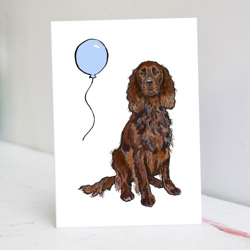 Chocolate cocker spaniel - chocolate,