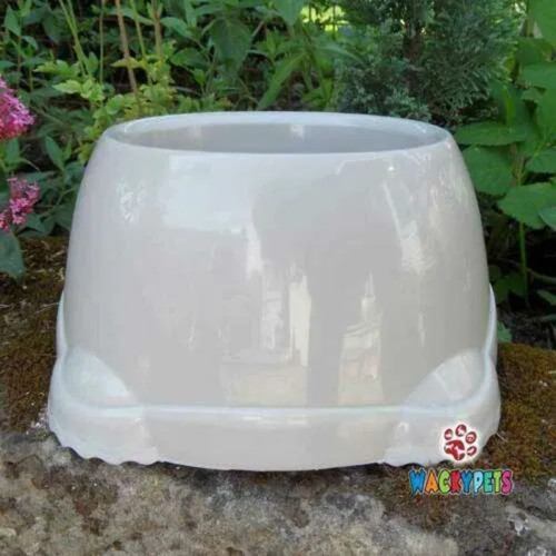 Cocker spaniel dog bowl smarty - dog,