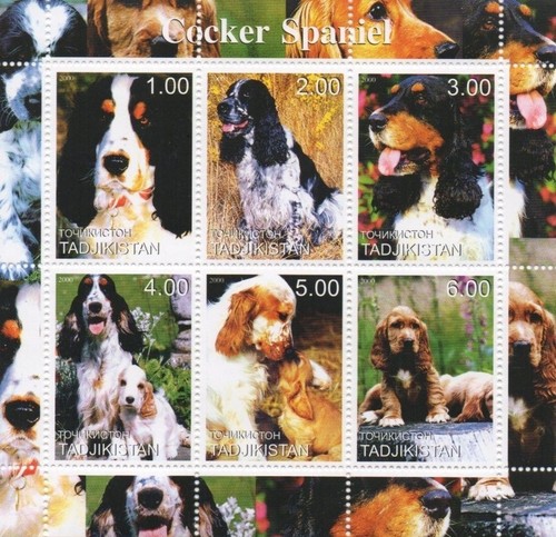 Cocker spaniel dog 2000 - spaniel,