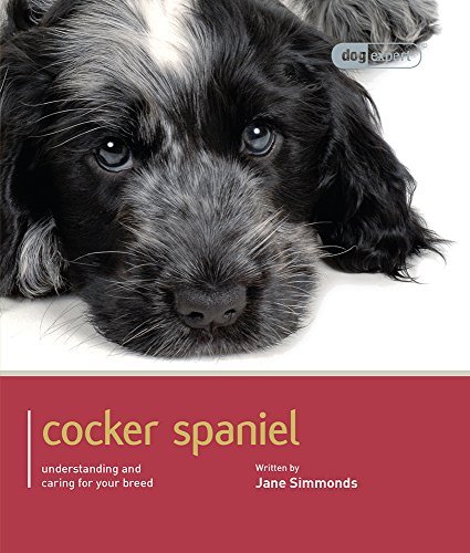Cker spaniel - spaniel:, c*cker