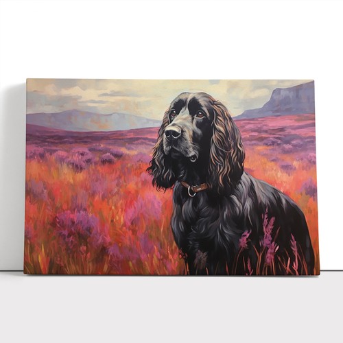 Cocker spaniel colour field - colour,