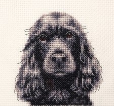 BLACK COCKER SPANIEL dog Full