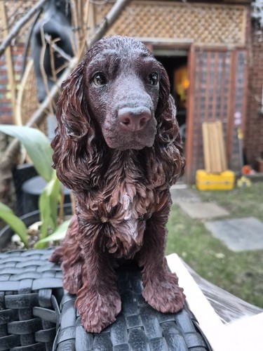 Chocolate brown cocker spaniel - chocolate,
