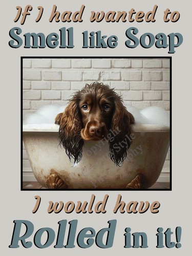 Cocker sprocker spaniel - sprocker,