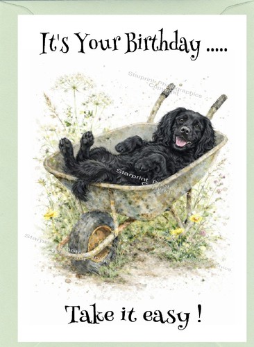 Cocker black working spaniel - working,