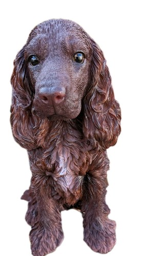 Chocolate brown cocker spaniel - chocolate,
