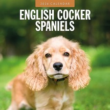 English Cocker Spaniels 2026