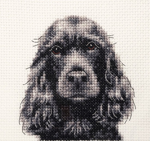 Black cocker spaniel - cocker, full