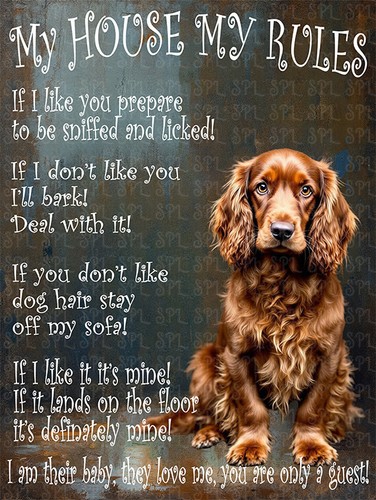 English cocker spaniel - english,