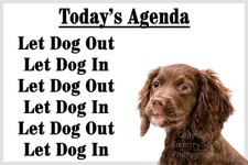 Chocolate Brown Cocker